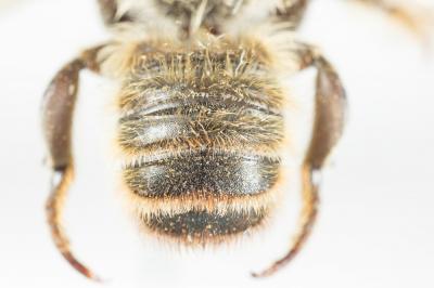  Megachile maritima (Kirby, 1802)