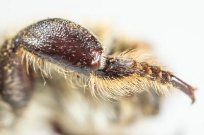  Megachile maritima (Kirby, 1802)