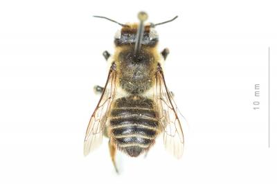  Megachile maritima (Kirby, 1802)