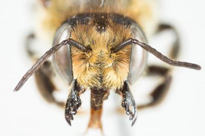  Megachile maritima (Kirby, 1802)