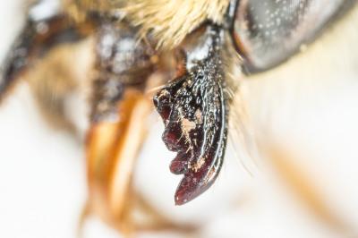  Megachile maritima (Kirby, 1802)