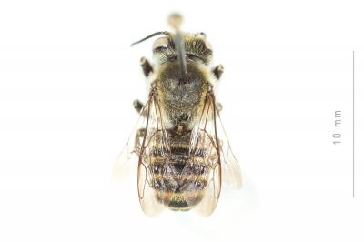  Megachile pilicrus Morawitz, 1877