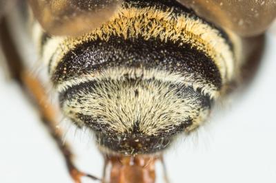  Megachile pilicrus Morawitz, 1877