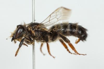  Megachile pyrenaica Lepeletier, 1841