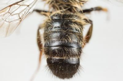  Megachile pyrenaica Lepeletier, 1841