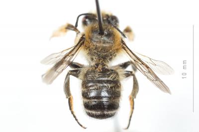  Megachile willughbiella (Kirby, 1802)