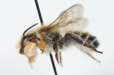  Megachile willughbiella (Kirby, 1802)
