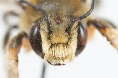  Megachile willughbiella (Kirby, 1802)