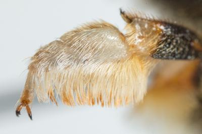  Megachile willughbiella (Kirby, 1802)