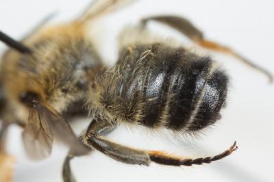  Megachile willughbiella (Kirby, 1802)