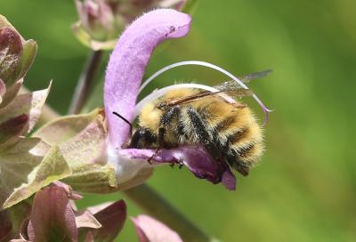 Bourdon des champs Bombus pascuorum (Scopoli, 1763)