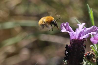 Bourdon des champs Bombus pascuorum (Scopoli, 1763)