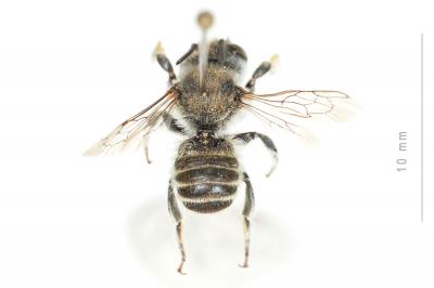  Megachile giraudi Gerstäcker, 1869