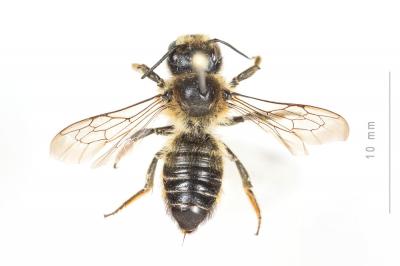  Megachile ligniseca (Kirby, 1802)