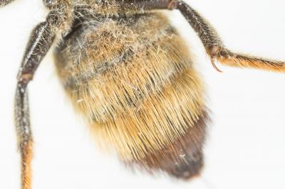  Megachile ligniseca (Kirby, 1802)
