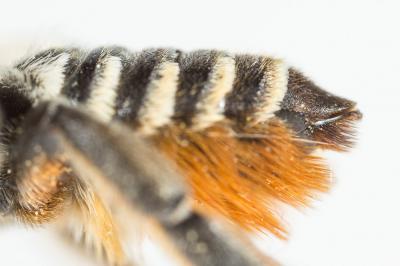  Megachile pilicrus Morawitz, 1877