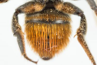  Megachile pilicrus Morawitz, 1877