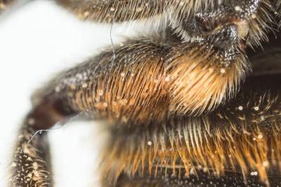  Megachile pilicrus Morawitz, 1877