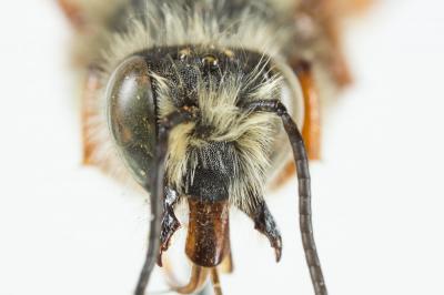  Megachile sicula (Rossi, 1792)