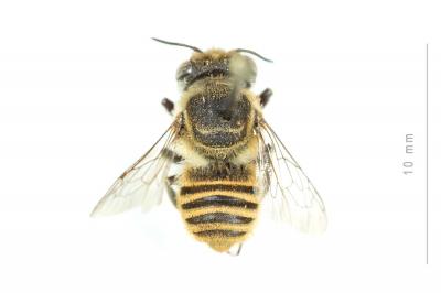  Megachile schmiedeknechti Costa, 1884
