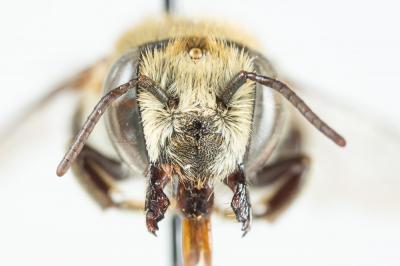  Megachile schmiedeknechti Costa, 1884