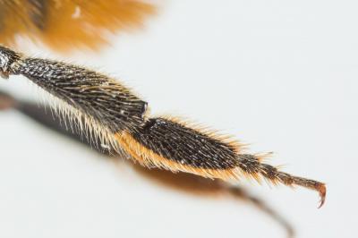  Megachile versicolor Smith, 1844