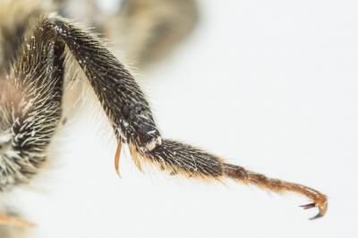  Megachile versicolor Smith, 1844