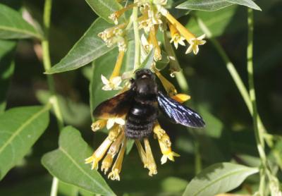 Abeille charpentière, Xylocope violet Xylocopa violacea (Linnaeus, 1758)