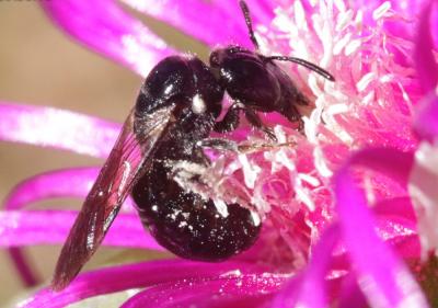 Ceratine commune Ceratina cucurbitina (Rossi, 1792)