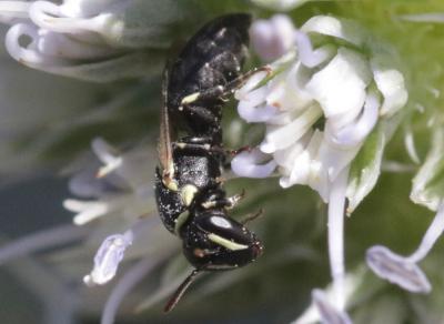  Hylaeus lineolatus (Schenck, 1861)
