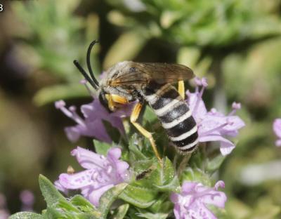  Halictus fulvipes (Klug, 1817)