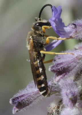  Halictus scabiosae (Rossi, 1790)