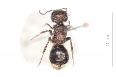  Sigilla dorsata (Fabricius, 1798)