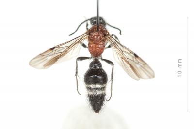  Cystomutilla ruficeps (Smith, 1855)