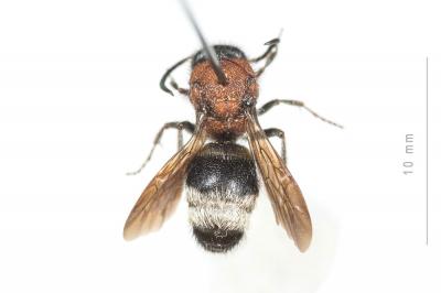  Ronisia brutia (Petagna, 1787)
