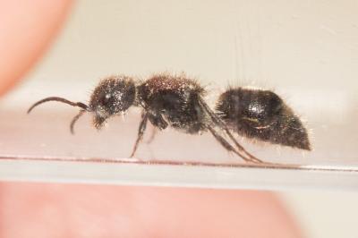  Sigilla dorsata (Fabricius, 1798)