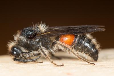  Tropidotilla litoralis (Petagna, 1787)