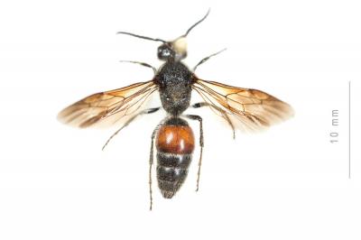  Tropidotilla litoralis (Petagna, 1787)