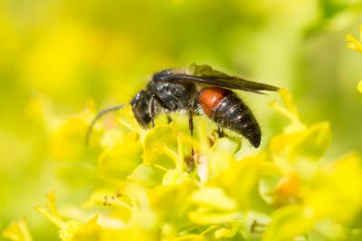  Tropidotilla litoralis (Petagna, 1787)