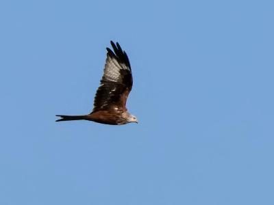Milan royal Milvus milvus (Linnaeus, 1758)
