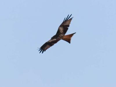 Milan royal Milvus milvus (Linnaeus, 1758)