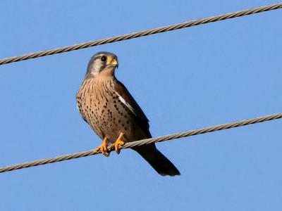 Faucon crécerelle Falco tinnunculus Linnaeus, 1758