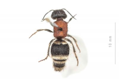  Tropidotilla litoralis (Petagna, 1787)