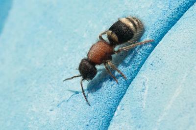  Tropidotilla litoralis (Petagna, 1787)