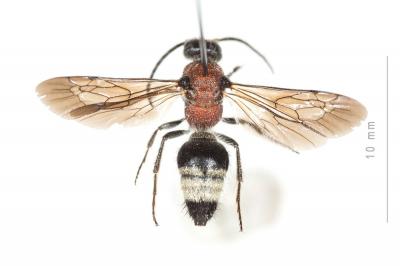  Smicromyrme partita (Klug, 1835)