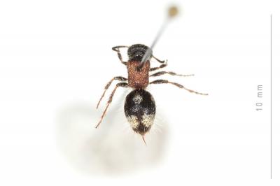  Smicromyrme Thomson, 1870