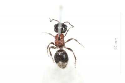  Myrmilla capitata (Lucas, 1849)