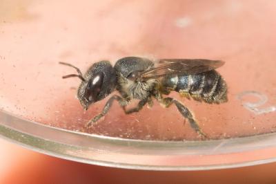  Osmia caerulescens (Linnaeus, 1758)