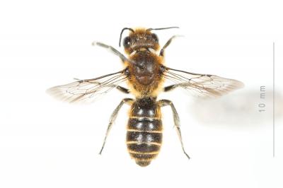  Hoplitis adunca (Panzer, 1798)