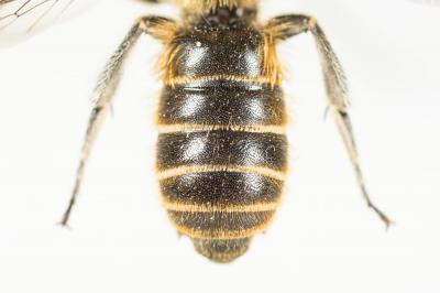  Hoplitis adunca (Panzer, 1798)